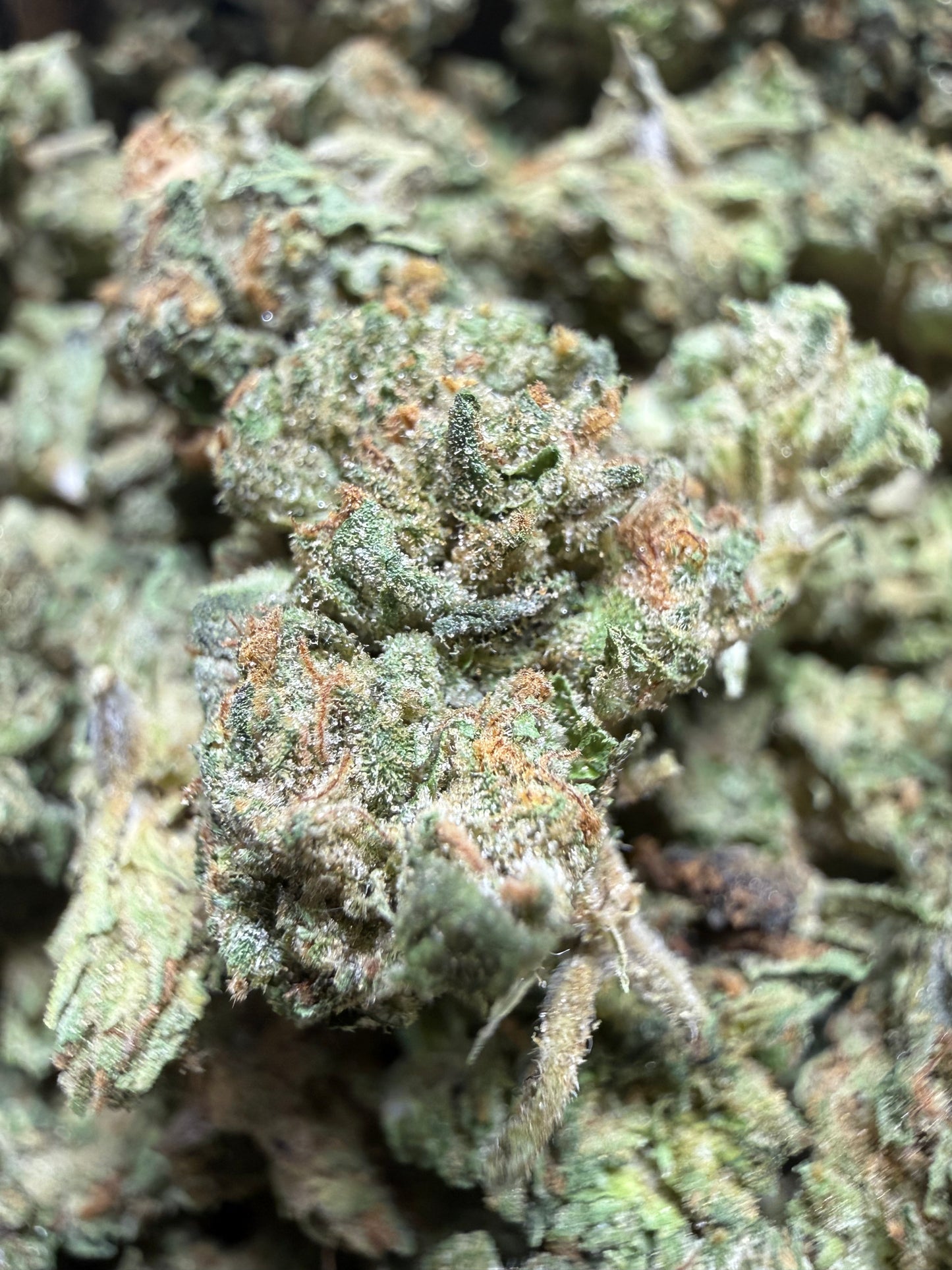 1 Pound - GELATO RUNTZ THCA Flower (SMALL)
