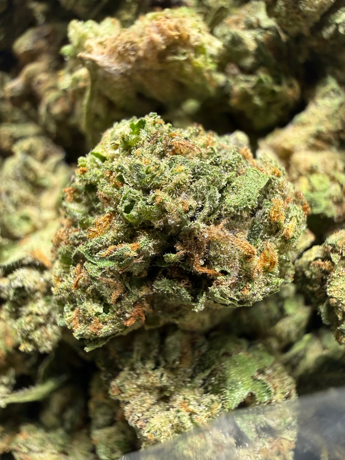 1 Pound - GELATO RUNTZ THCA Flower (SMALL)