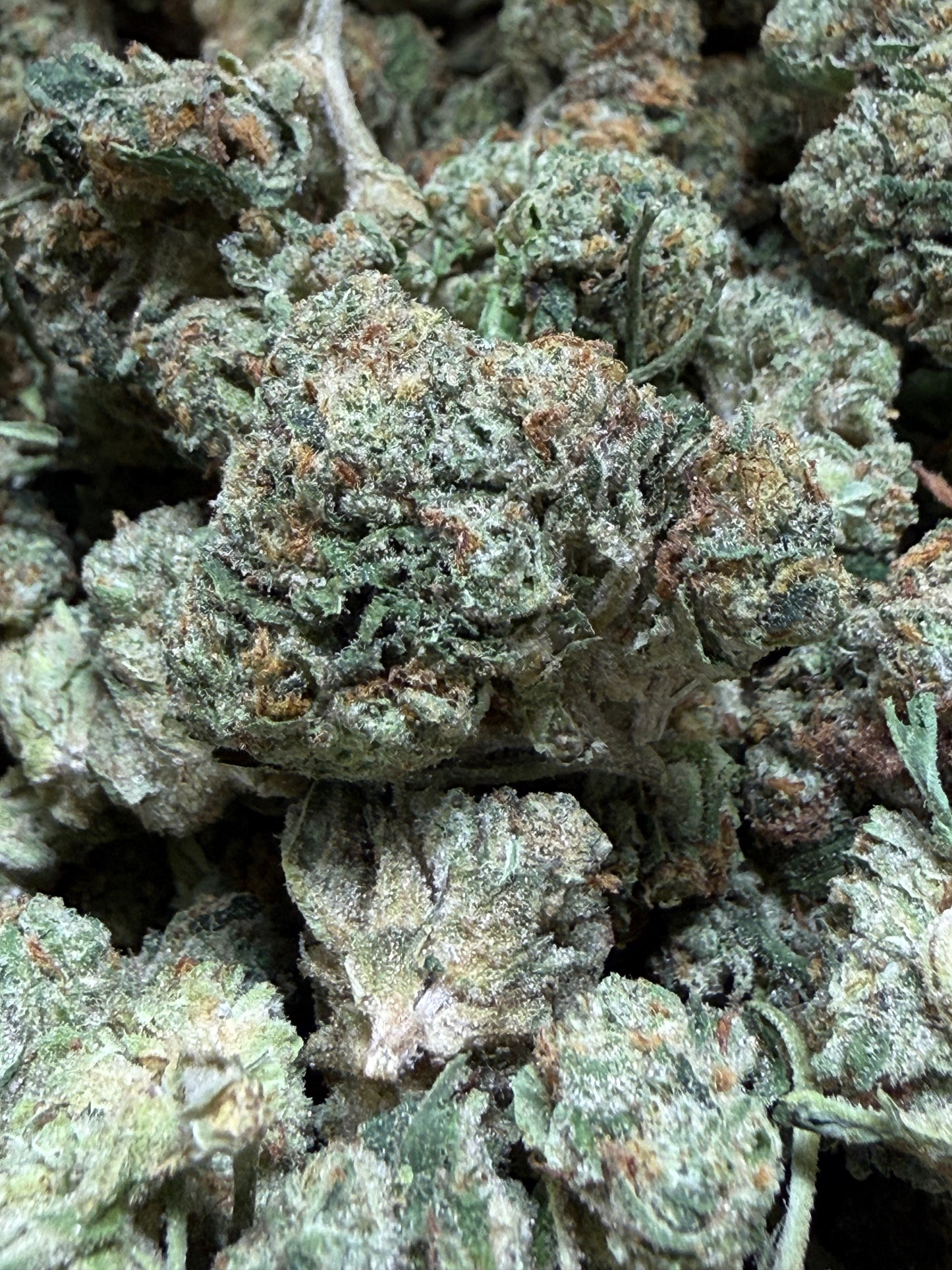 1 Pound - BACIO GELATO THCA Flower (SMALL)