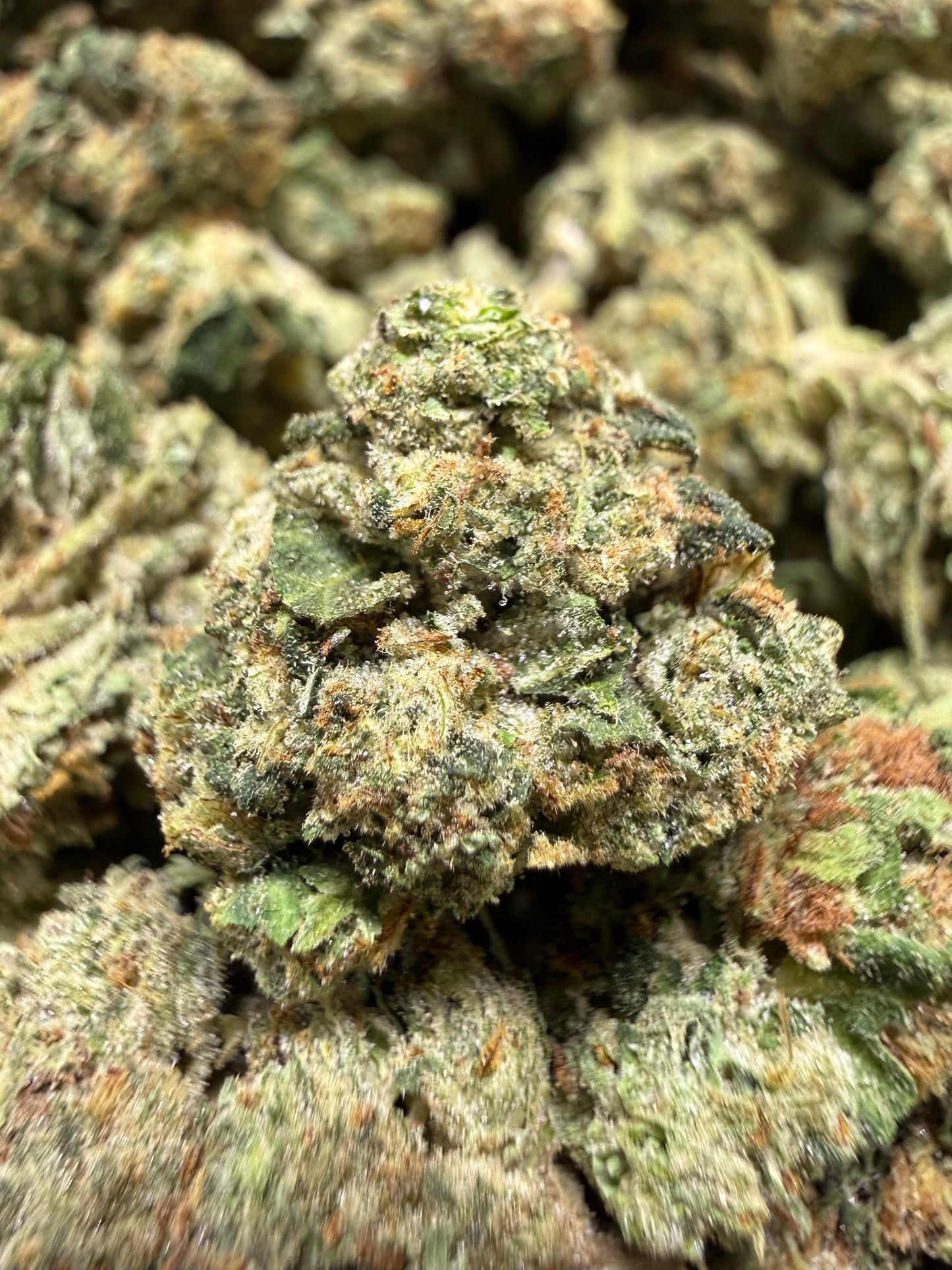 1 Pound - BACIO GELATO THCA Flower (SMALL)