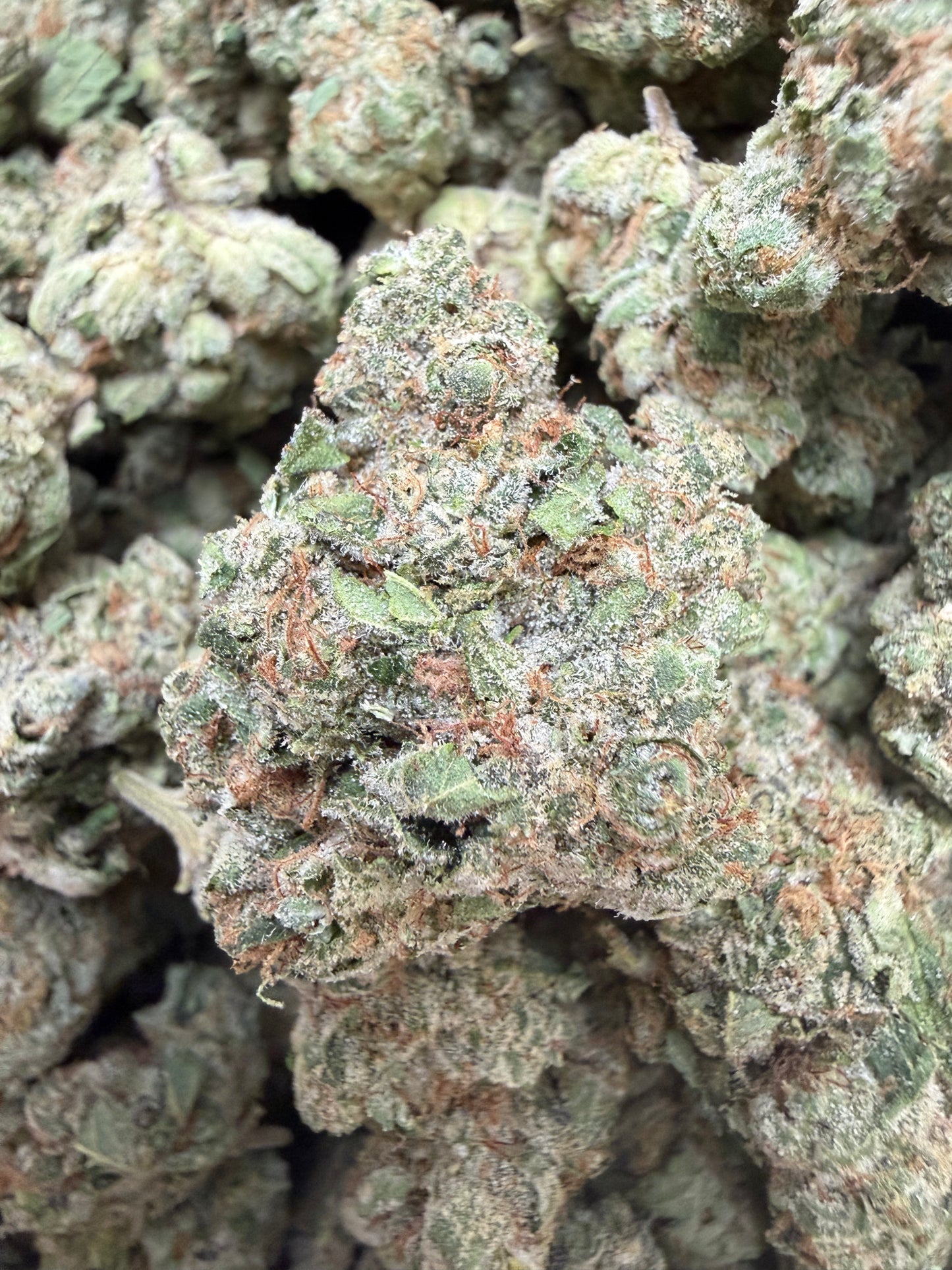 1 Pound - Gelato Mintz THCA Flower