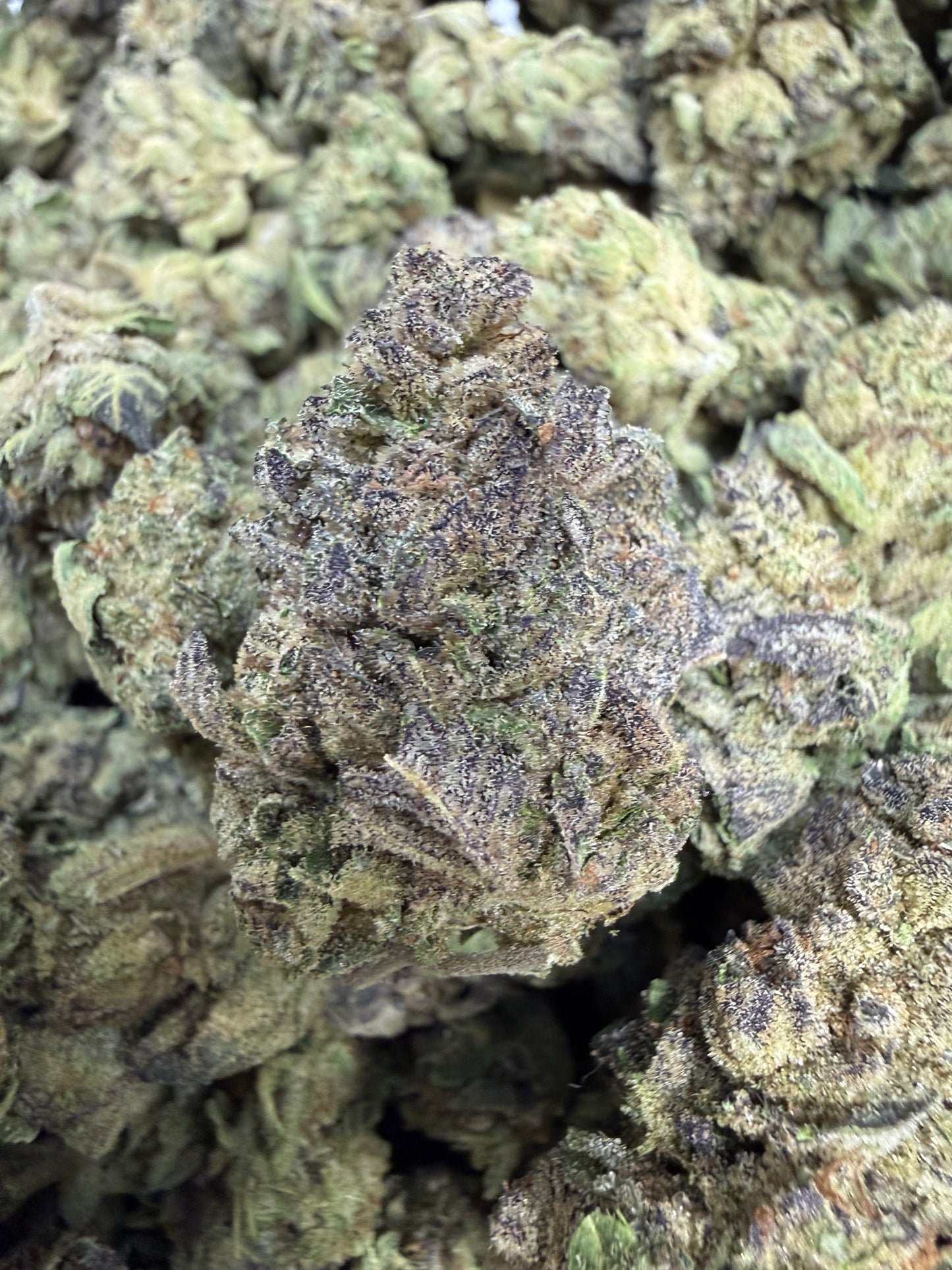 1 Pound - Alien Mintz THCA Flower