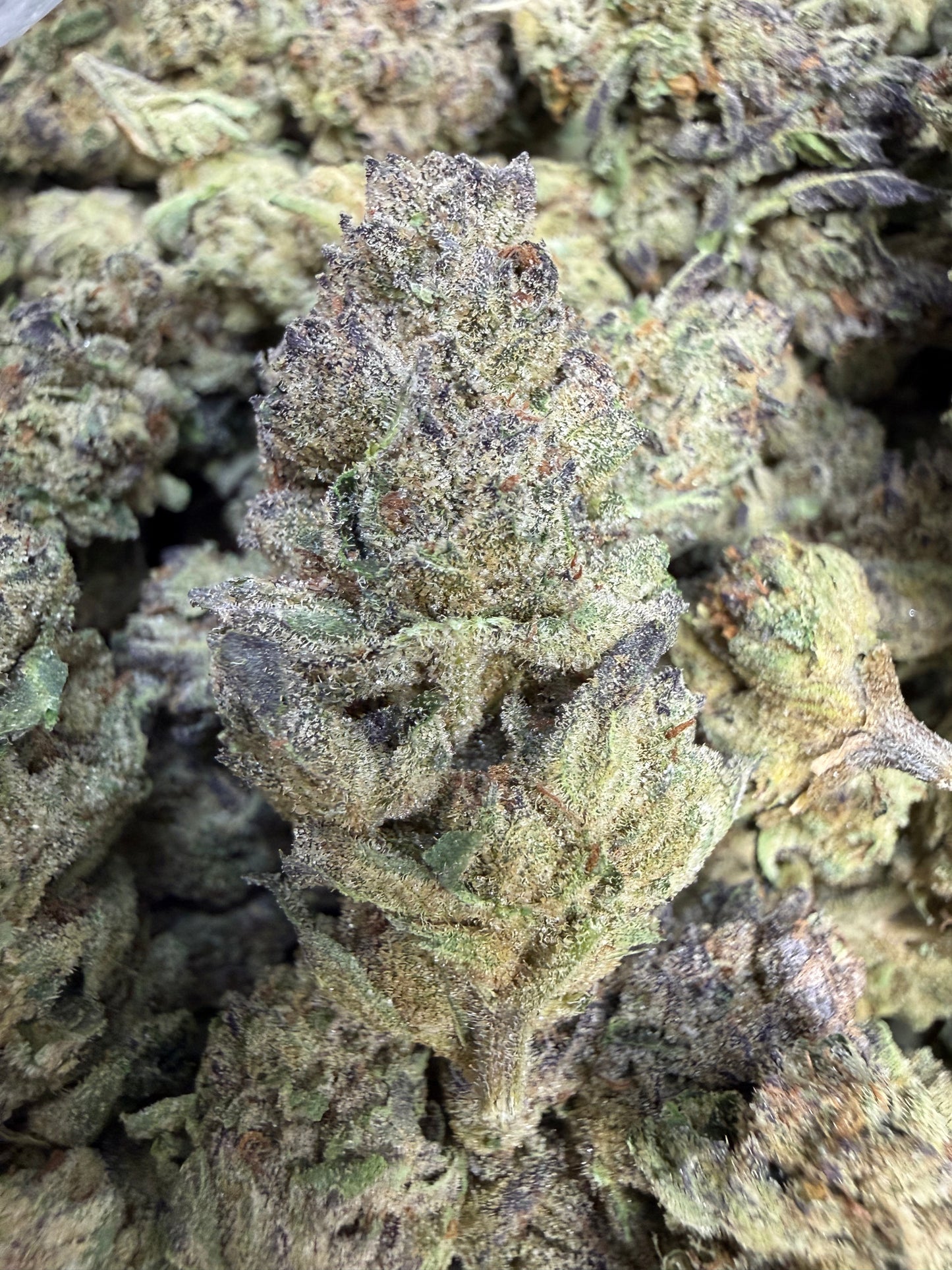1 Pound - Alien Mintz THCA Flower