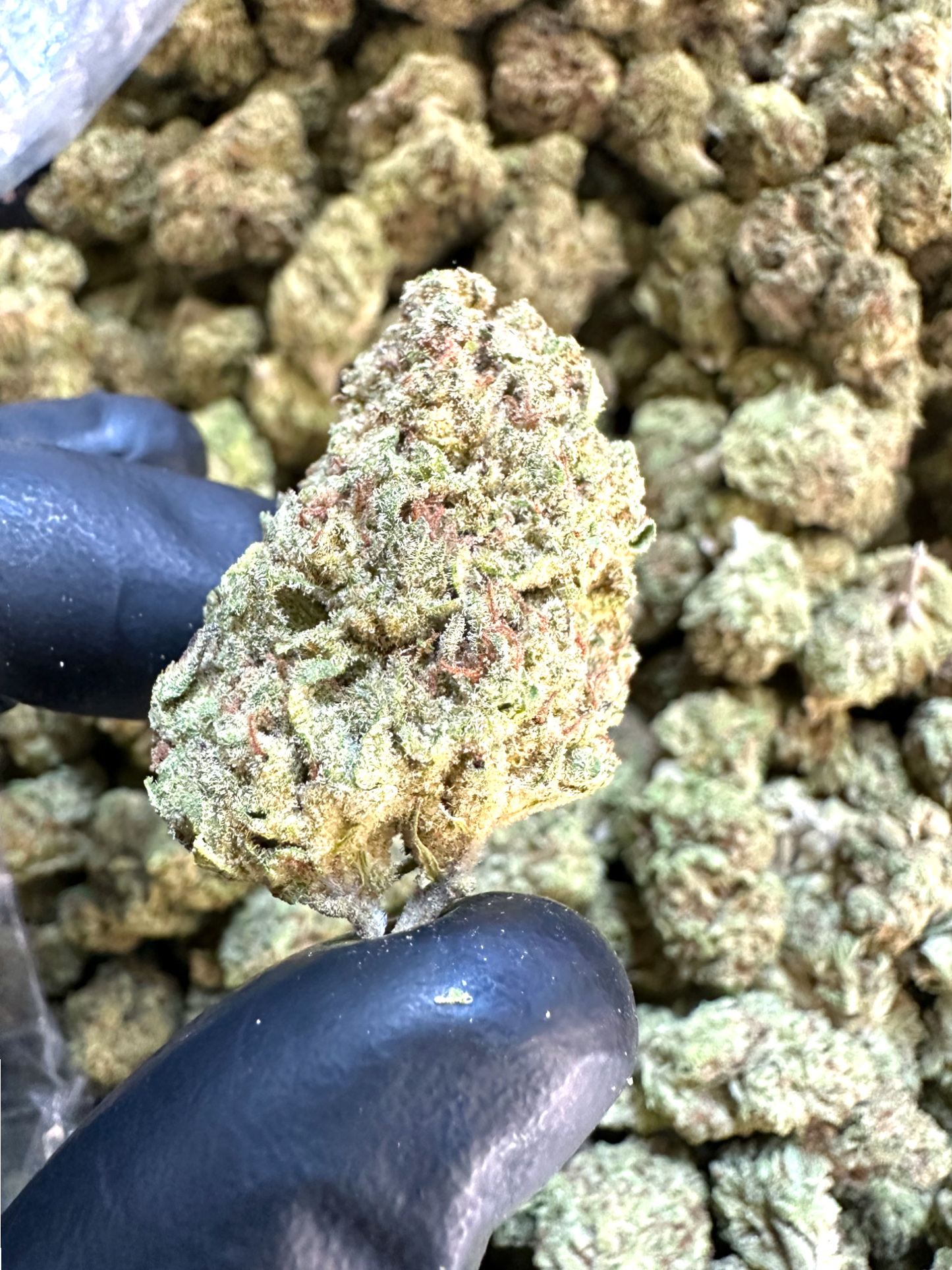 Frisco Labs - Exotic Cadillac Rainbow THCA Strain