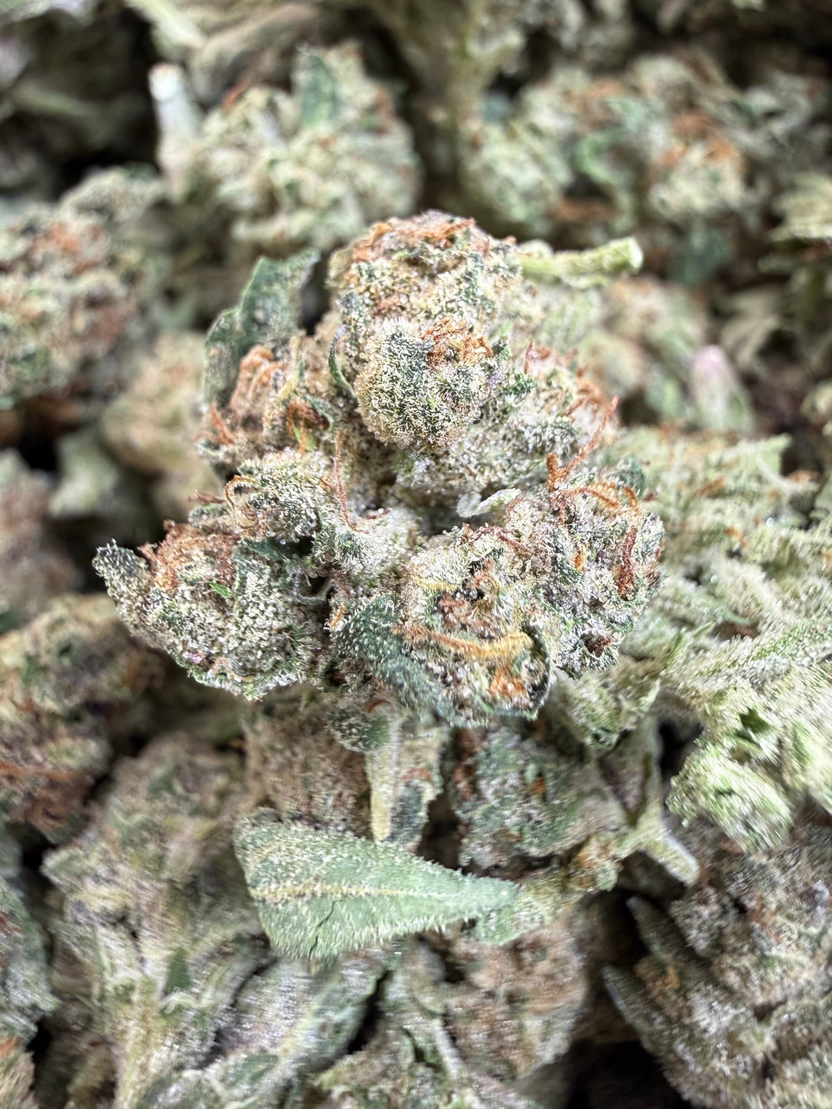 1 Pound - CHERRY GELATO THCA Flower (SMALL)