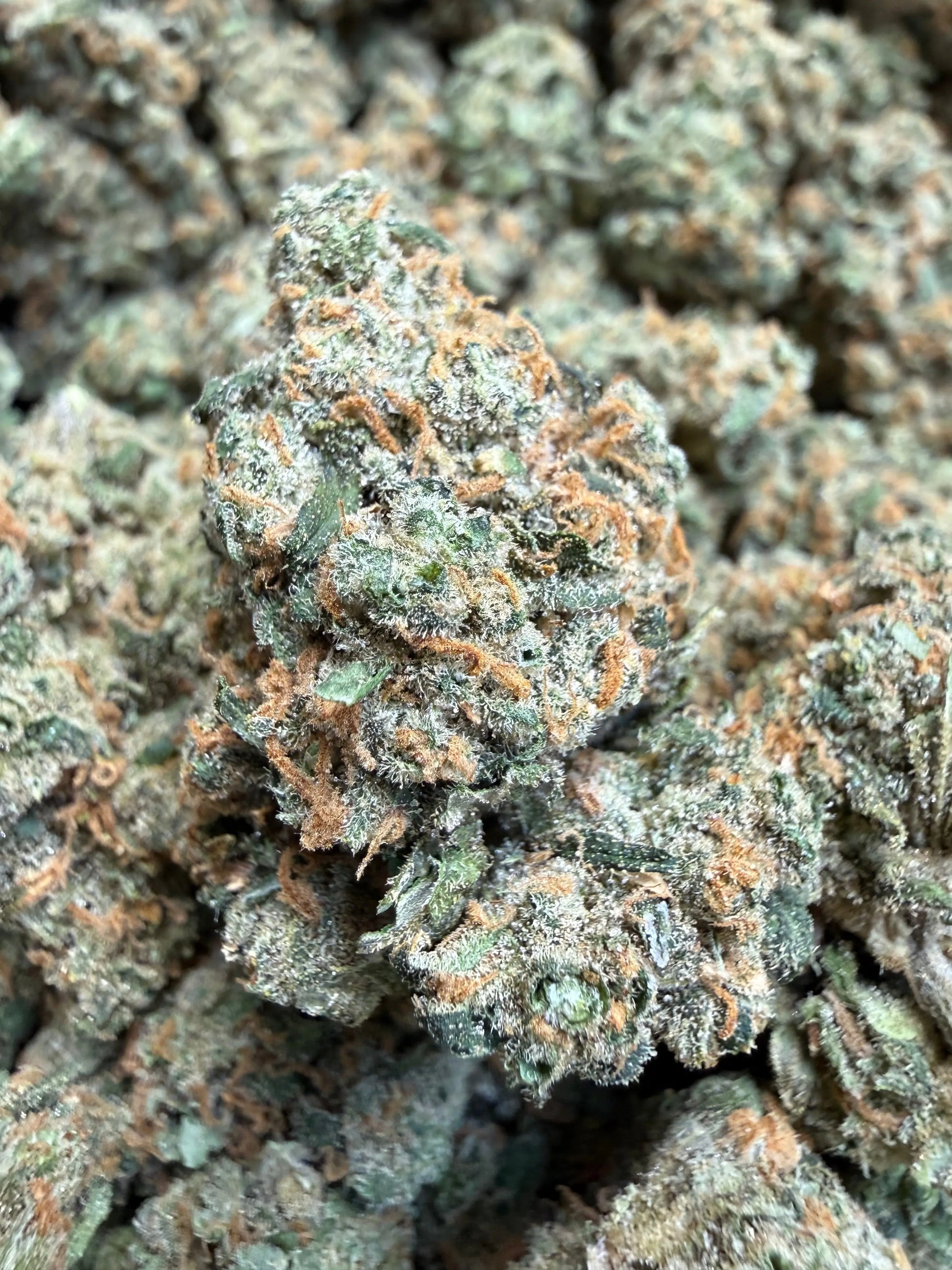 Indoor Exotic - 1 Pound Jack Herer THCA FL Fulfillment Center