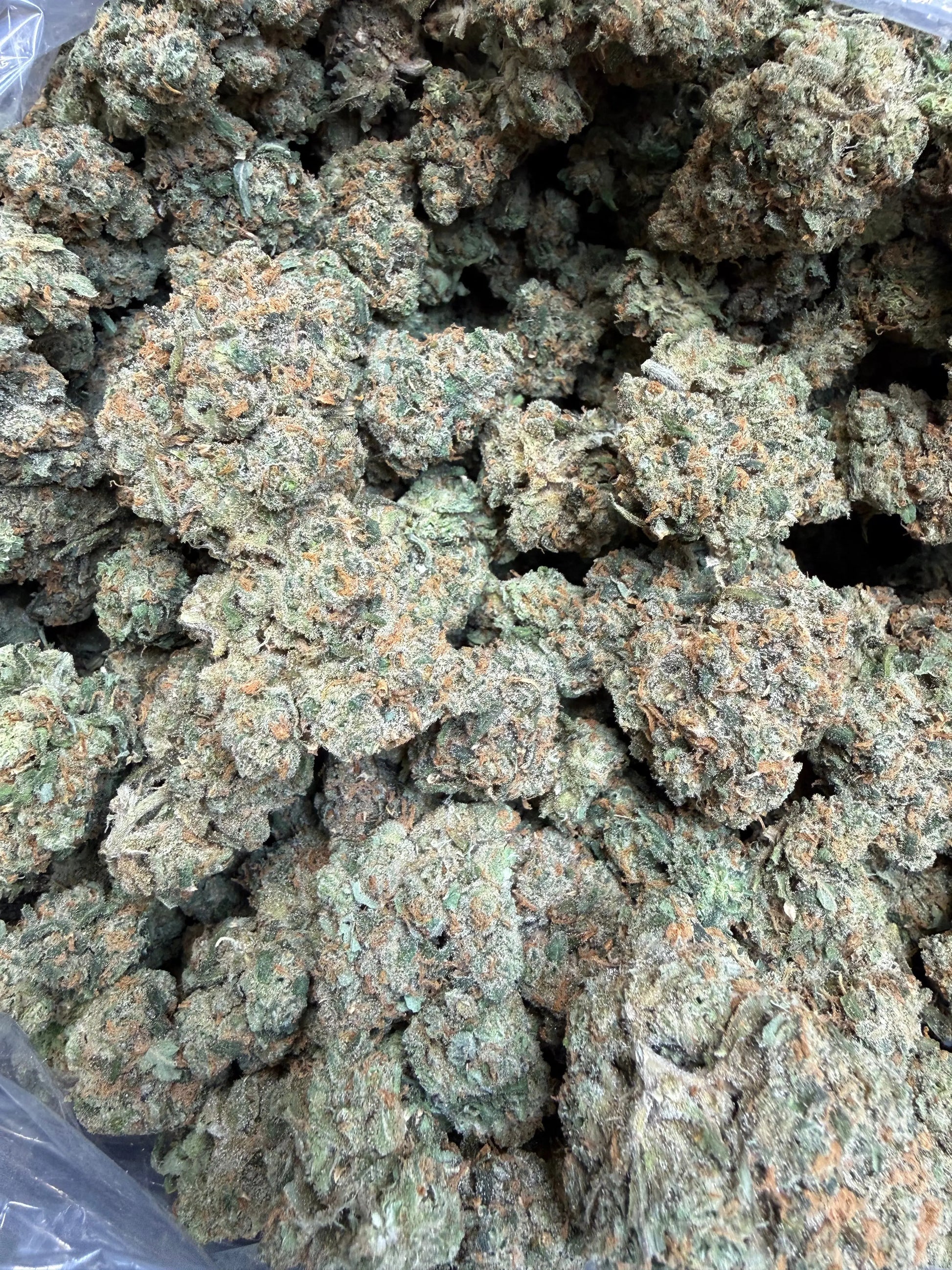 Indoor Exotic - 1 Pound Jack Herer THCA FL Fulfillment Center