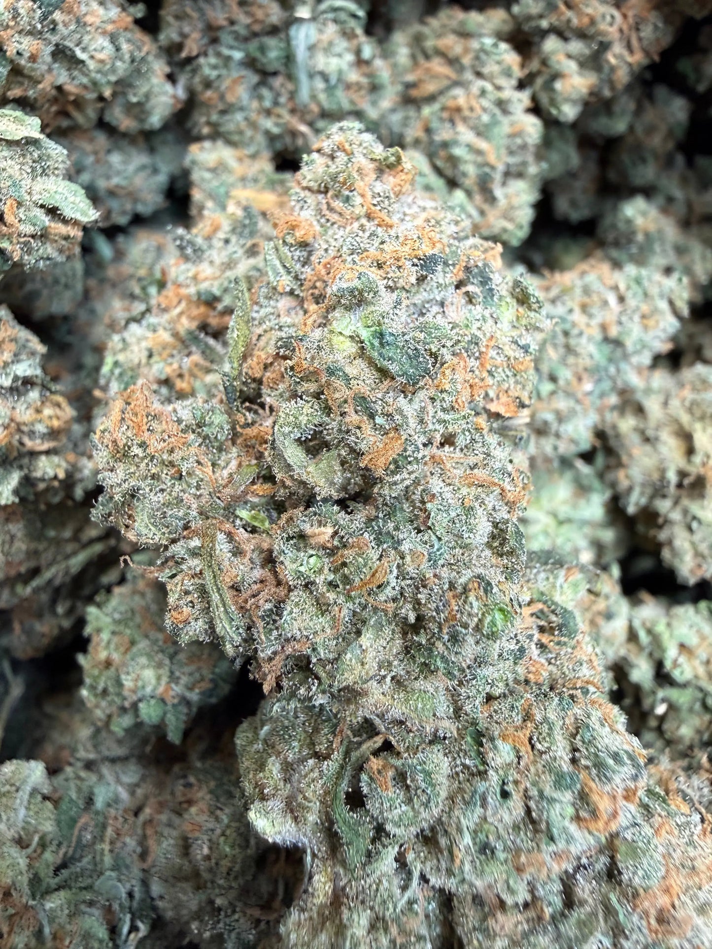 Indoor Exotic - 1 Pound Jack Herer THCA FL Fulfillment Center