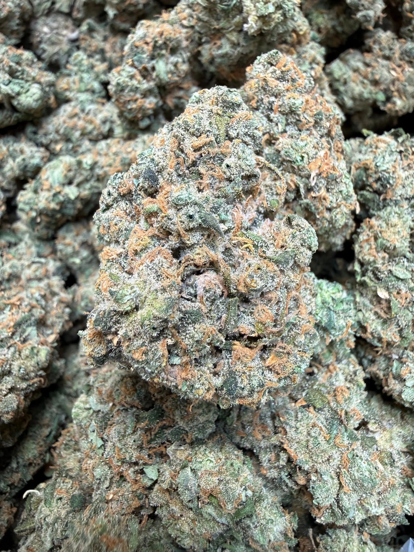 Indoor Exotic - 1 Pound Jack Herer THCA FL Fulfillment Center