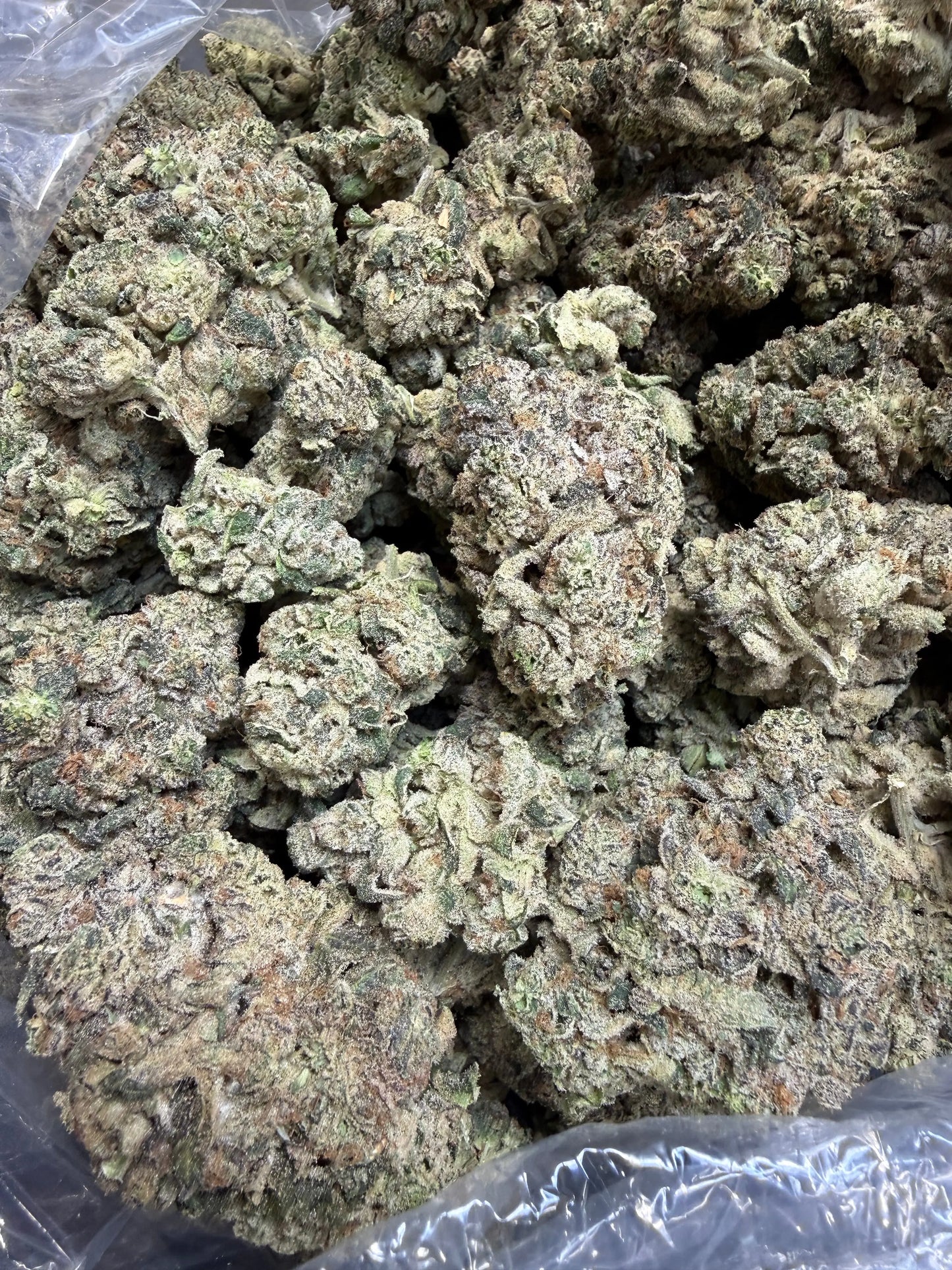 Indoor Exotic - 1 Pound - Sherb Popz THCA Strain Frisco Labs