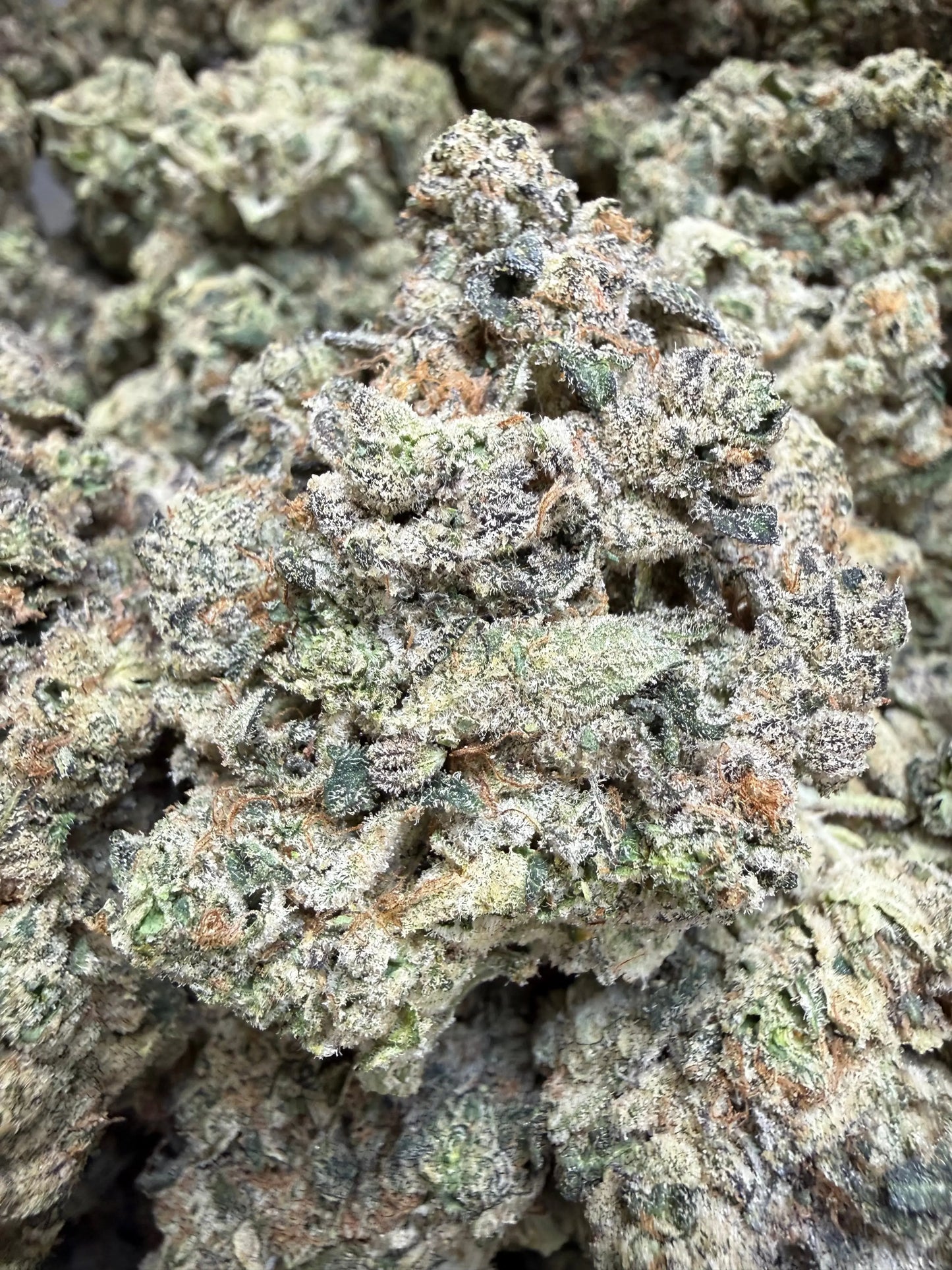 Indoor Exotic - 1 Pound - Sherb Popz THCA Strain Frisco Labs