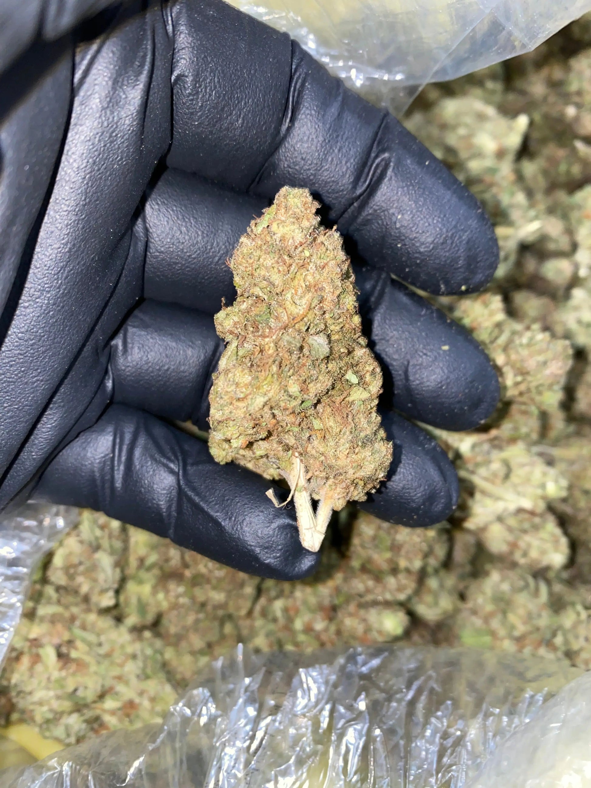 Zereal Milk THCA - Frisco Labs