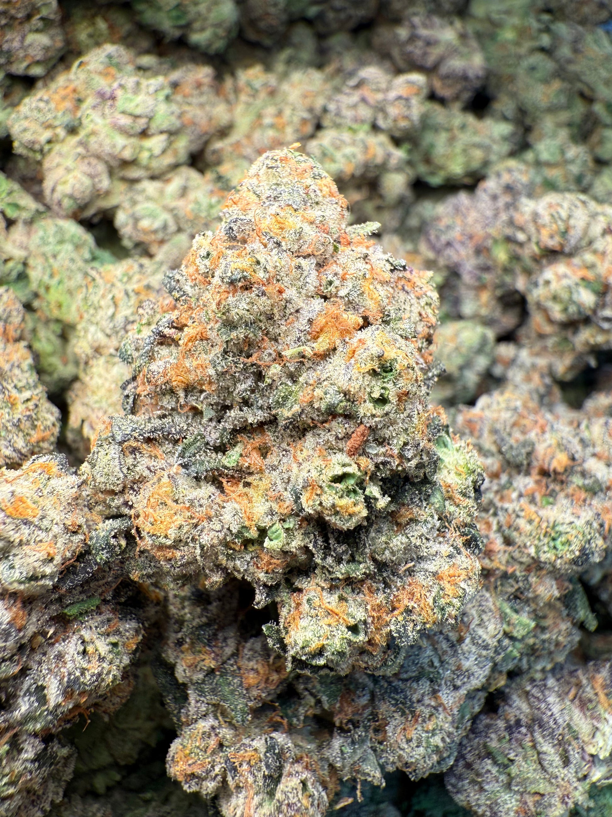 1 Pound – AAA Gas Face | Indoor THCA Flower | Loud & Gassy | 28%+ THCA FL Fulfillment Center