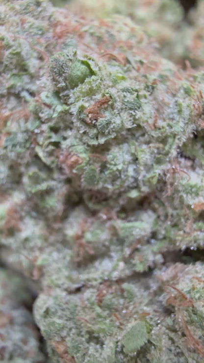 1 Pound - Phat Panda THCA Flower