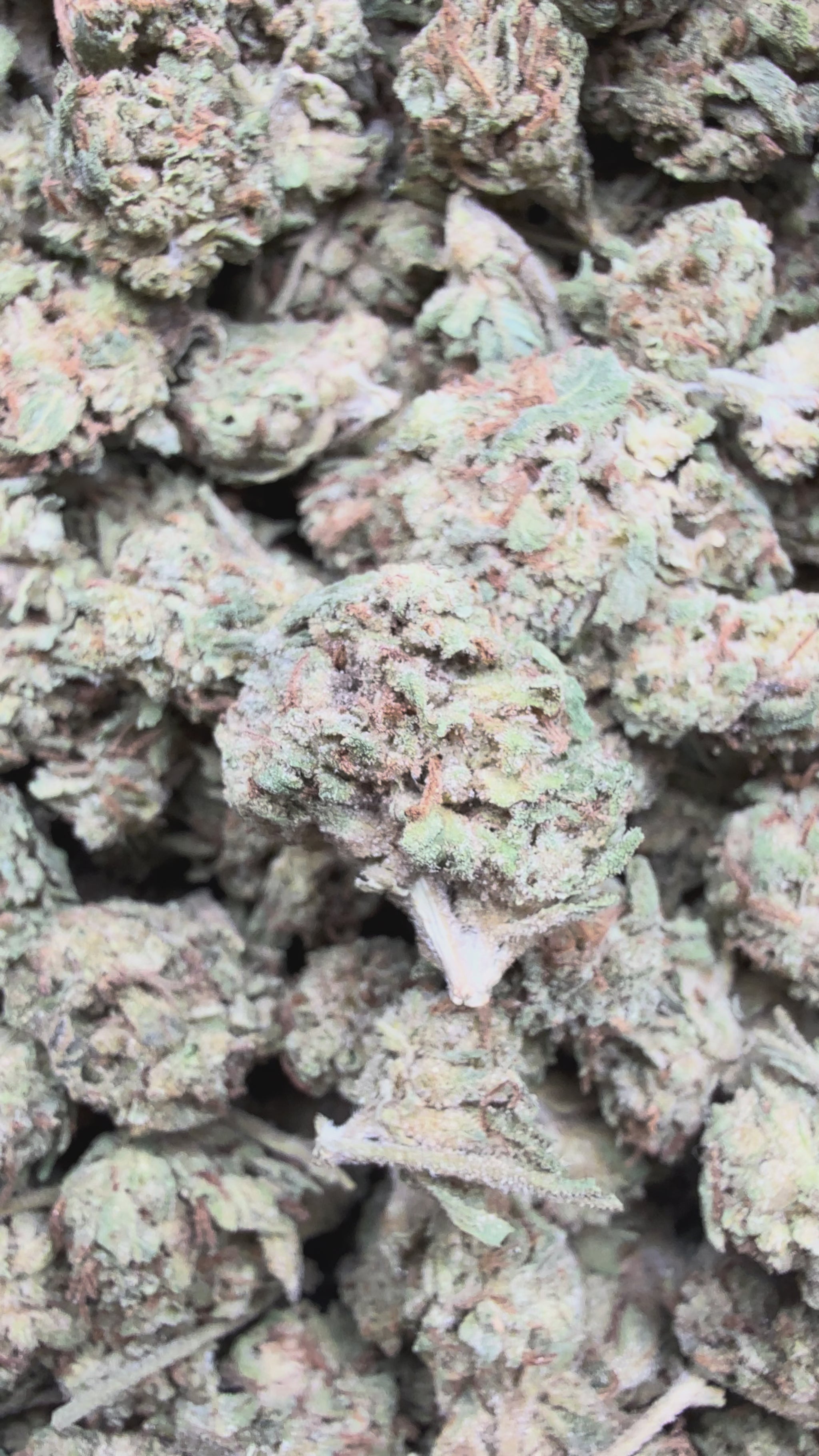 frisco gmo thca flower
