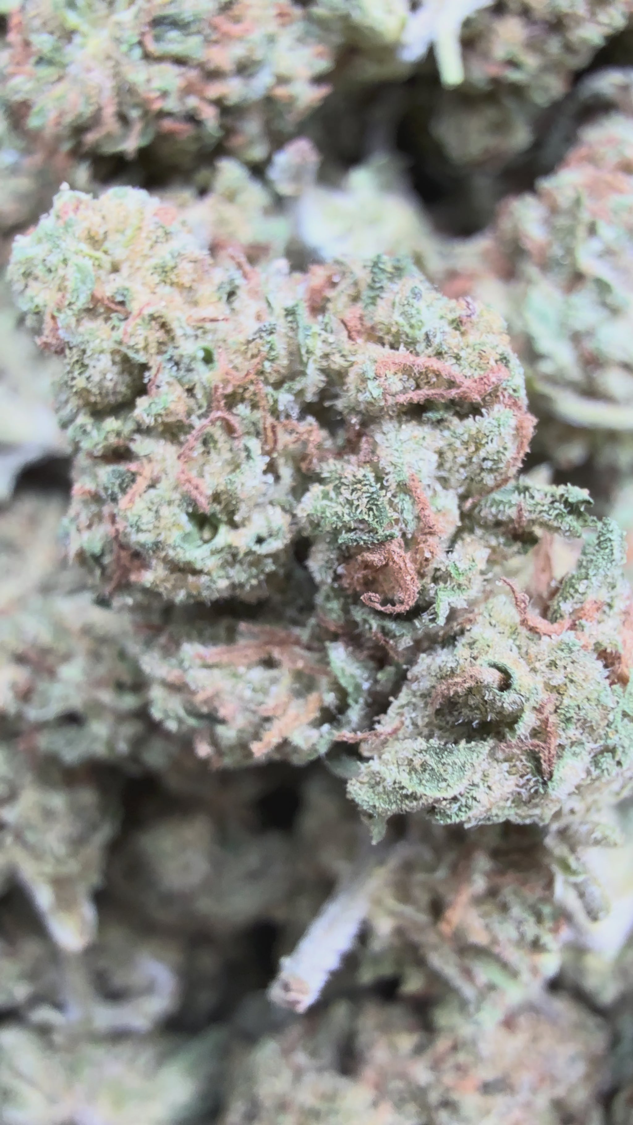 modified bananas thca flower bulk