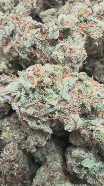 1 Pound - Lilac Jack THCA Flower