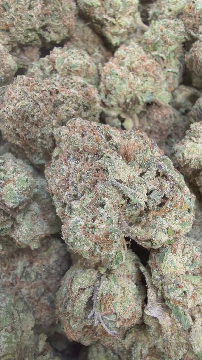 1 Pound - Sharkalato Runtz THCA Flower