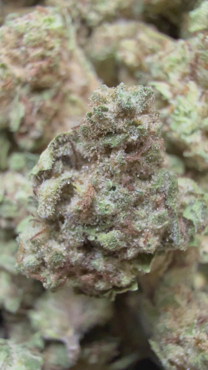 1 Pound - Custard Cream THCA Flower (Smalls)