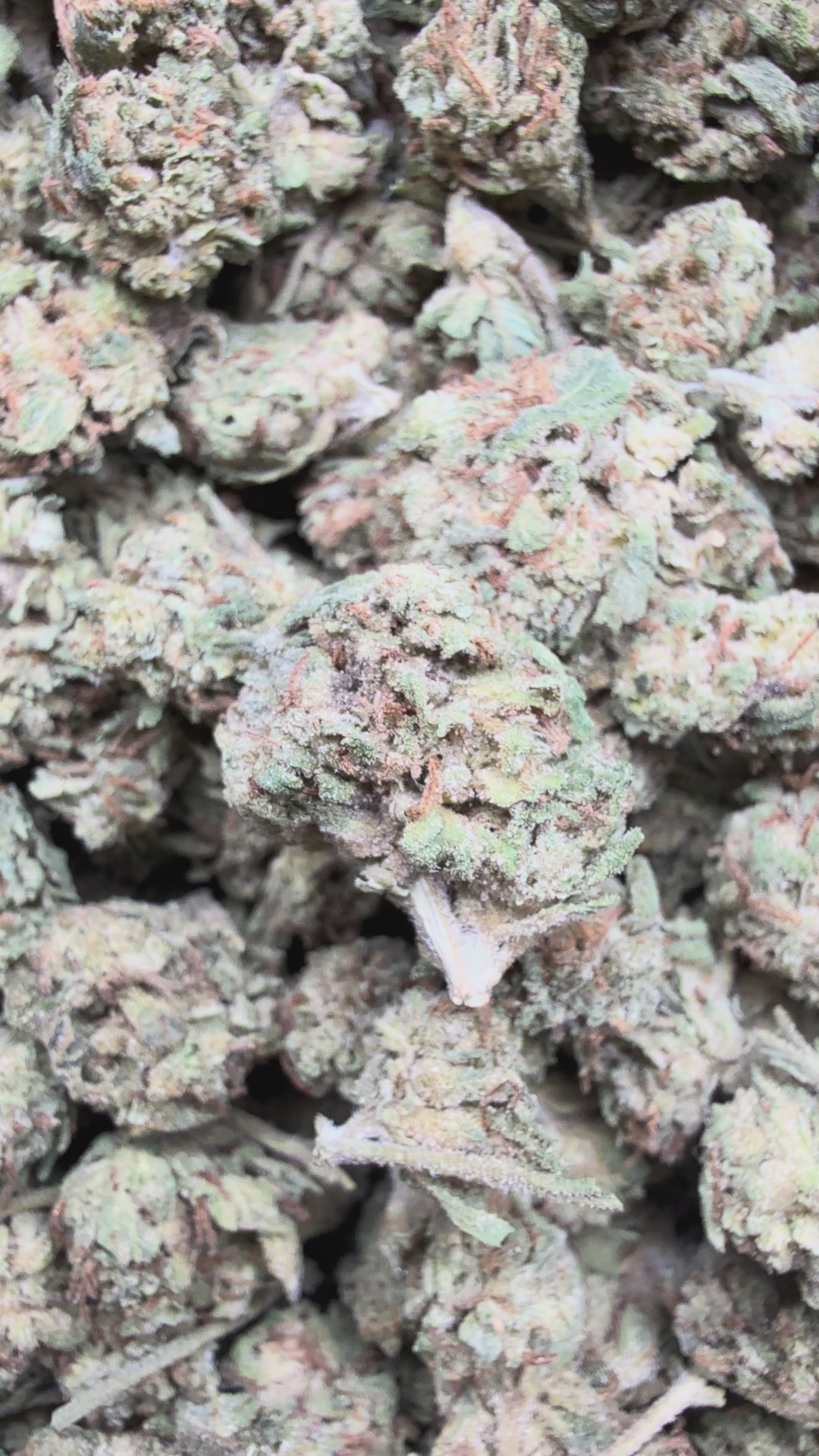 Wholesale thca flower