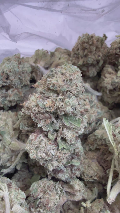 1 Pound - BISCOTTI PANCAKES THCA Flower (BIG)